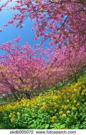 Field mustard and cherry blossoms View Large Photo Image Stock Image - Field mustard and cherry blossoms. Fotosearch