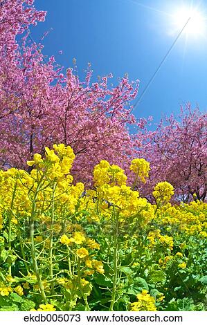 Field mustard and cherry blossoms View Large Photo Image Stock Image - Field mustard and cherry blossoms. Fotosearch