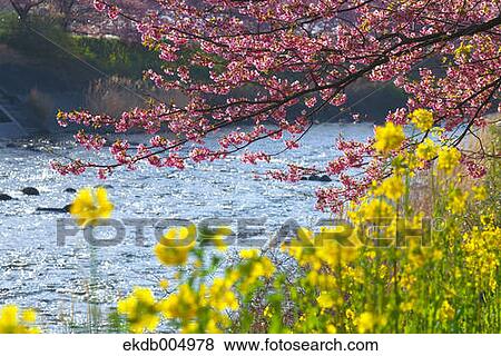 Field mustard and cherry blossoms View Large Photo Image Stock Photo - Field mustard and cherry blossoms. Fotosearch