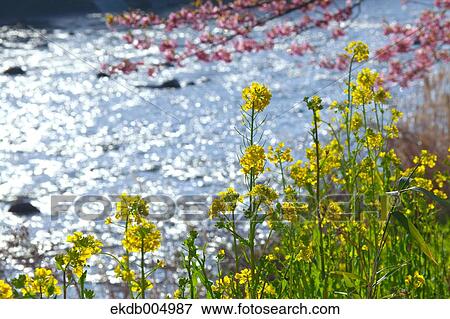 Field mustard and cherry blossoms View Large Photo Image Stock Photo - Field mustard and cherry blossoms. Fotosearch
