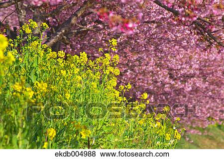 Stock Photo - Field mustard and cherry blossoms. Fotosearch