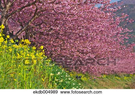 Stock Photo - Field mustard and cherry blossoms. Fotosearch