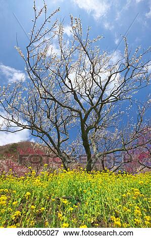 Stock Photo - Field mustard and cherry blossoms. Fotosearch