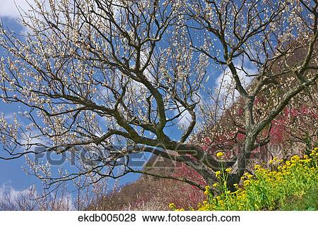 Field mustard and cherry blossoms View Large Photo Image Stock Photo - Field mustard and cherry blossoms. Fotosearch