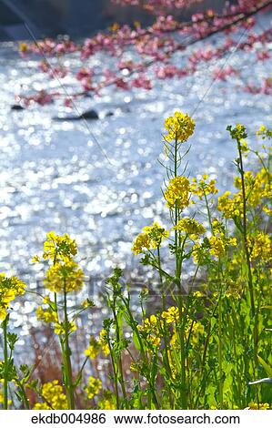 Field mustard and cherry blossoms View Large Photo Image Stock Photograph - Field mustard and cherry blossoms. Fotosearch