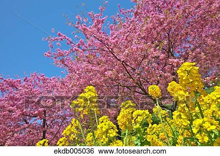 Field mustard and cherry blossoms View Large Photo Image Stock Photograph - Field mustard and cherry blossoms. Fotosearch