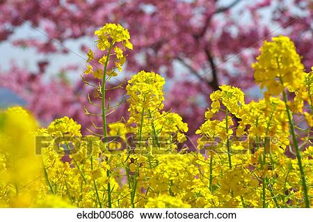 Stock Photograph - Field mustard and cherry blossoms. Fotosearch