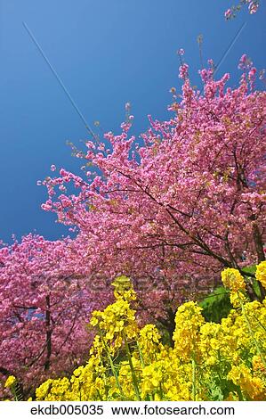 Stock Photography - Field mustard and cherry blossoms. Fotosearch