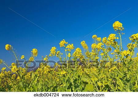Picture - Field mustard. Fotosearch
