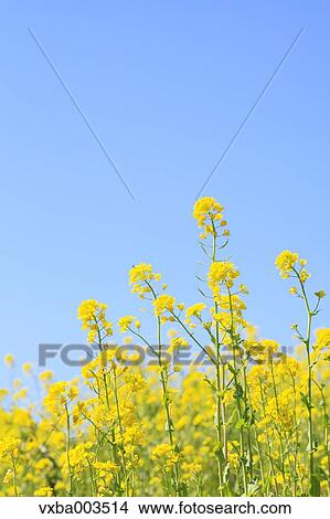 Field mustard View Large Photo Image Picture - Field mustard. Fotosearch
