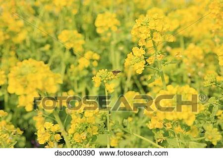 Field mustard View Large Photo Image Stock Image - Field mustard. Fotosearch