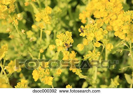Field mustard View Large Photo Image Stock Image - Field mustard. Fotosearch