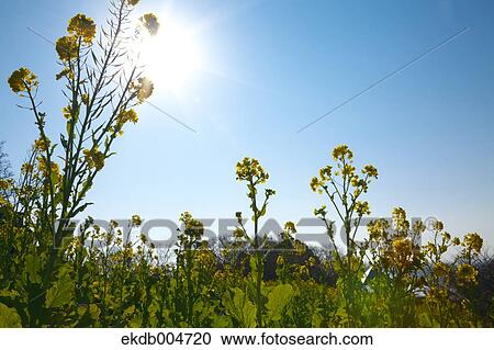 Stock Image - Field mustard. Fotosearch