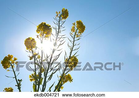 Stock Image - Field mustard. Fotosearch