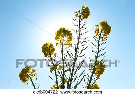 Field mustard View Large Photo Image Stock Image - Field mustard. Fotosearch