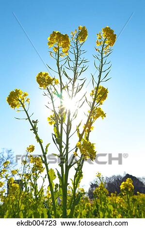 Stock Image - Field mustard. Fotosearch