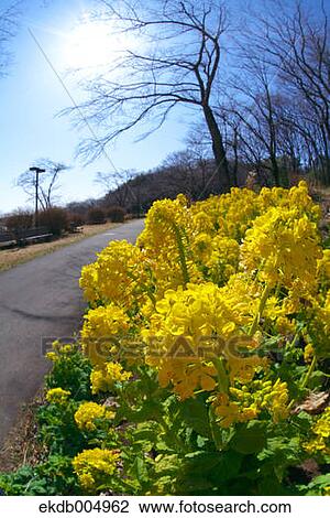 Field mustard View Large Photo Image Stock Image - Field mustard. Fotosearch