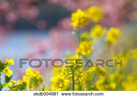 Field mustard View Large Photo Image Stock Image - Field mustard. Fotosearch