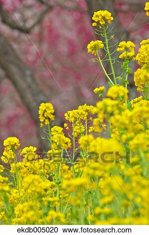 Field mustard View Large Photo Image Stock Image - Field mustard. Fotosearch