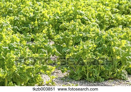 Field mustard View Large Photo Image Stock Image - Field mustard. Fotosearch