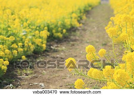 Field mustard View Large Photo Image Stock Image - Field mustard. Fotosearch