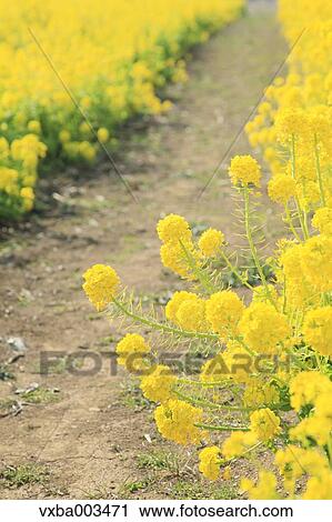 Field mustard View Large Photo Image Stock Image - Field mustard. Fotosearch