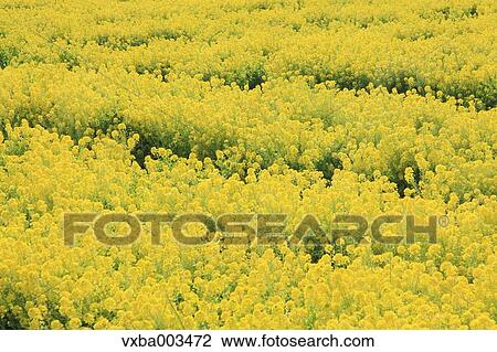 Field mustard View Large Photo Image Stock Image - Field mustard. Fotosearch