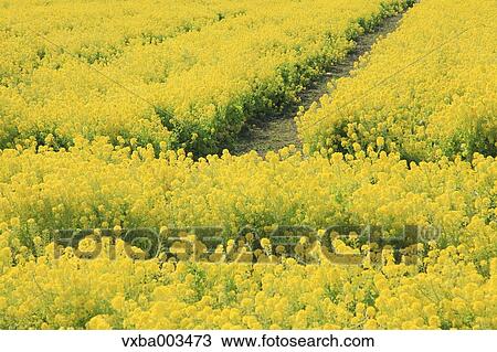 Field mustard View Large Photo Image Stock Image - Field mustard. Fotosearch