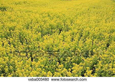 Stock Image - Field mustard. Fotosearch