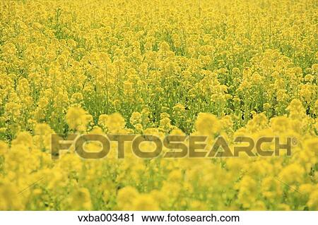 Field mustard View Large Photo Image Stock Image - Field mustard. Fotosearch