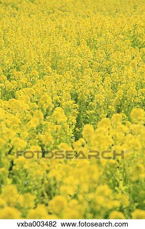 Field mustard View Large Photo Image Stock Image - Field mustard. Fotosearch