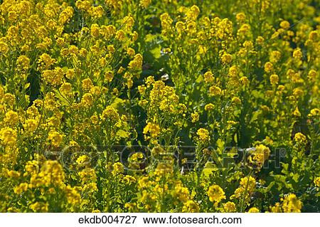 Field mustard View Large Photo Image Stock Photo - Field mustard. Fotosearch
