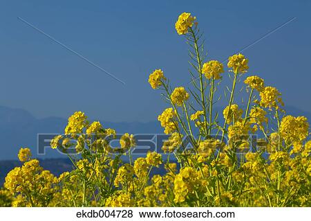 Field mustard View Large Photo Image Stock Photo - Field mustard. Fotosearch