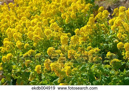Field mustard View Large Photo Image Stock Photo - Field mustard. Fotosearch