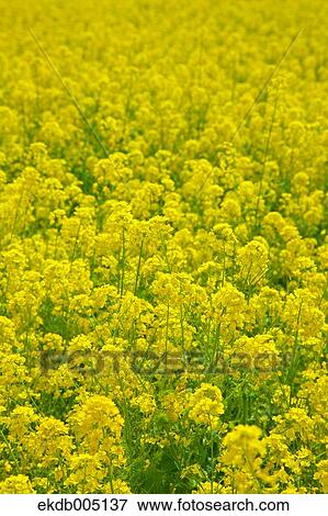 Field mustard View Large Photo Image Stock Photo - Field mustard. Fotosearch