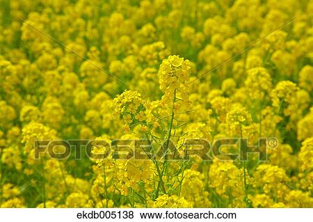 Field mustard View Large Photo Image Stock Photo - Field mustard. Fotosearch