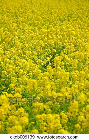 Field mustard View Large Photo Image Stock Photo - Field mustard. Fotosearch