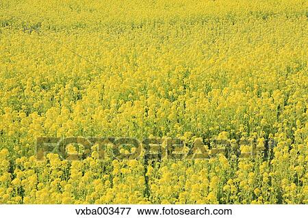 Stock Photo - Field mustard. Fotosearch