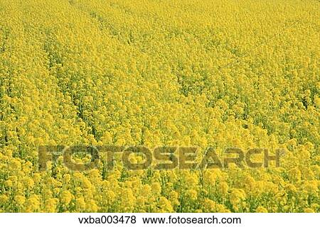 Stock Photo - Field mustard. Fotosearch