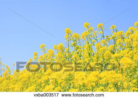 Field mustard View Large Photo Image Stock Photo - Field mustard. Fotosearch