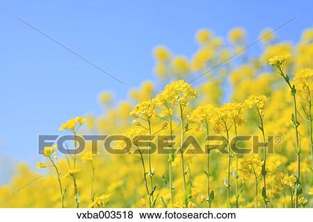Field mustard View Large Photo Image Stock Photo - Field mustard. Fotosearch