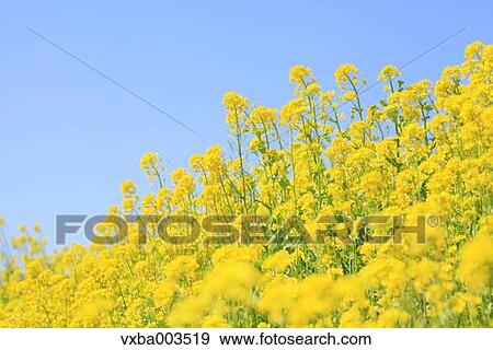 Field mustard View Large Photo Image Stock Photo - Field mustard. Fotosearch