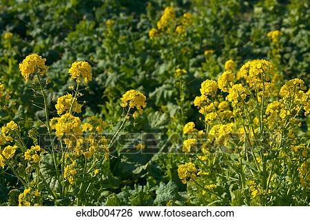 Field mustard View Large Photo Image Stock Photograph - Field mustard. Fotosearch