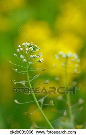 Field mustard View Large Photo Image Stock Photograph - Field mustard. Fotosearch