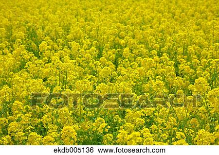 Field mustard View Large Photo Image Stock Photograph - Field mustard. Fotosearch