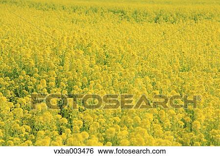 Field mustard View Large Photo Image Stock Photograph - Field mustard. Fotosearch