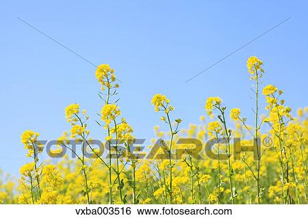 Stock Photograph - Field mustard. Fotosearch