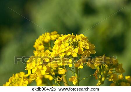 Field mustard View Large Photo Image Stock Photography - Field mustard. Fotosearch