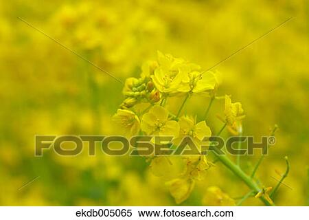 Stock Photography - Field mustard. Fotosearch