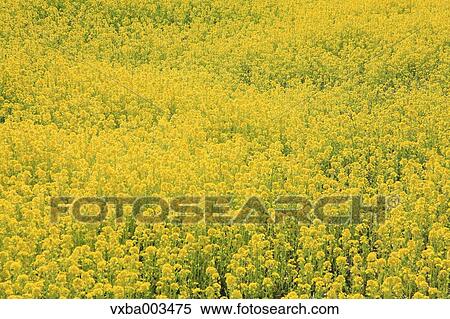 Field mustard View Large Photo Image Stock Photography - Field mustard. Fotosearch